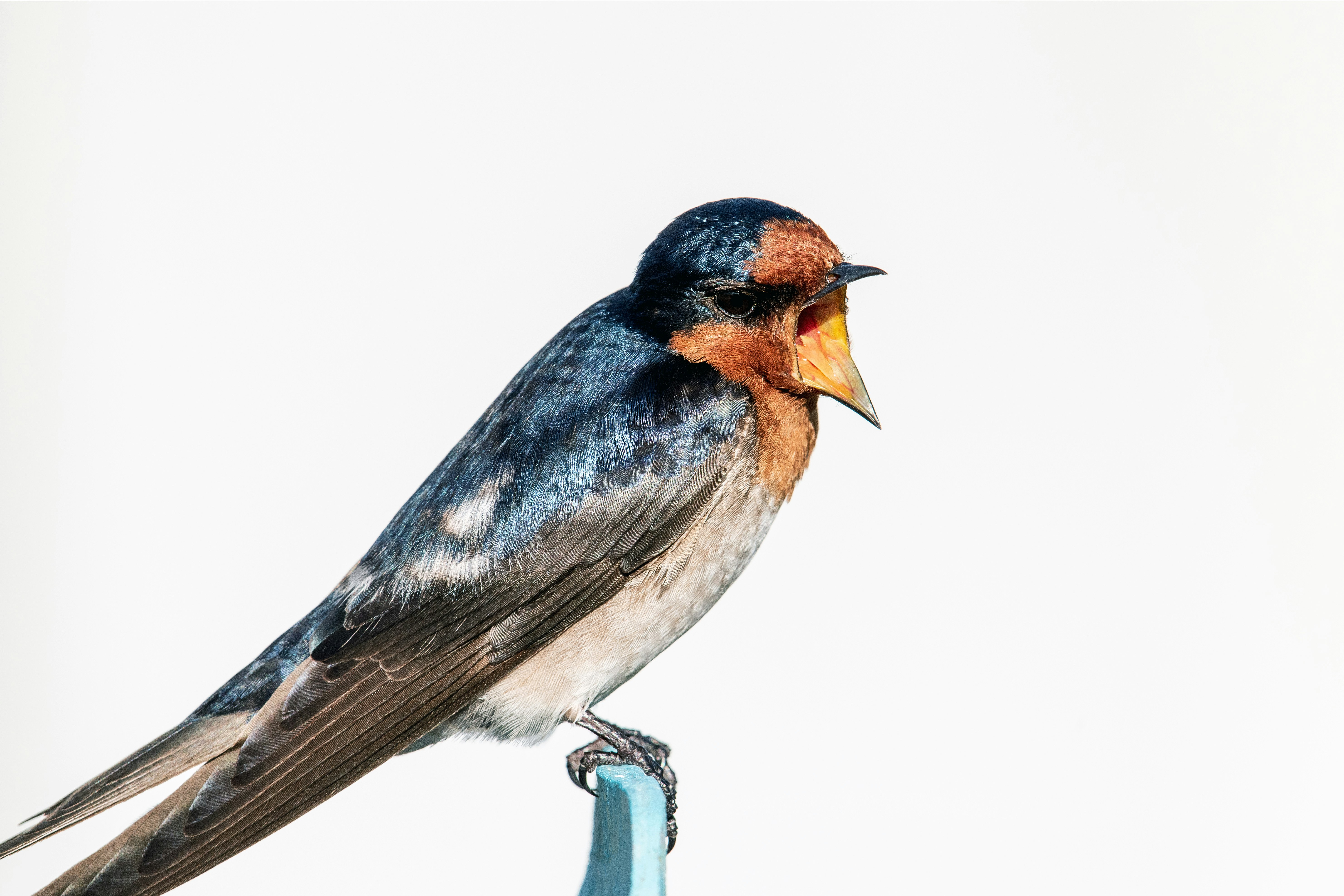 blue and brown bird on brown tree branch